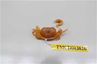 藏品(屏東澤蟹)的圖片